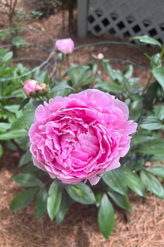 pink peonies in bloom