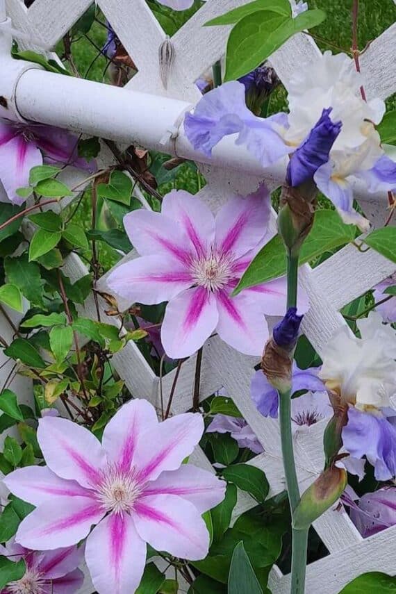 clematis and iris