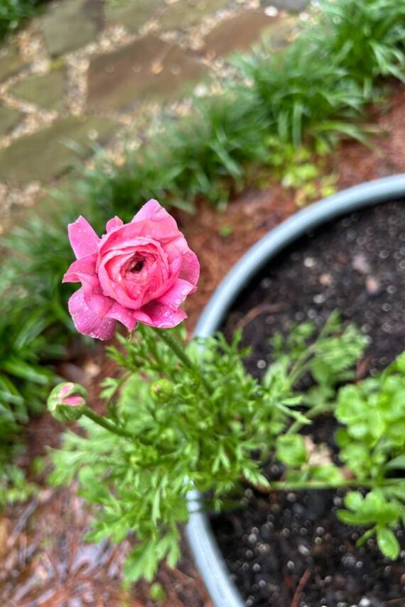 pink ranunculus flower