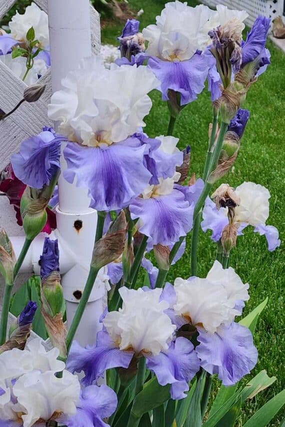 light purple and white iris
