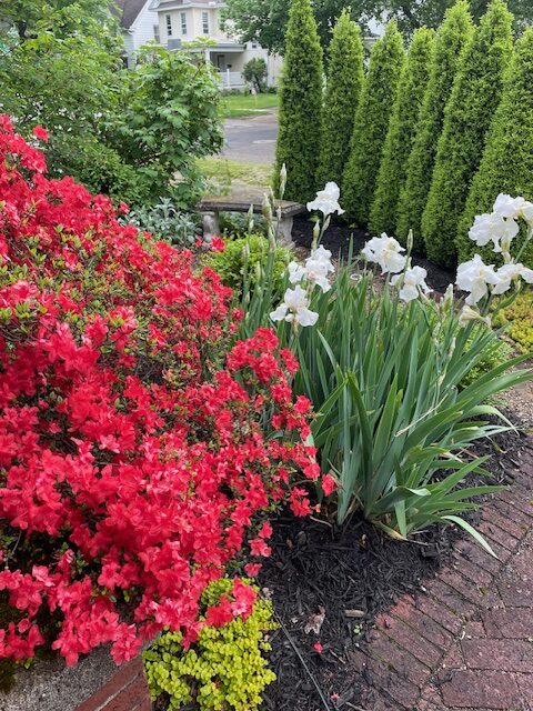 white iris growing next to coral azalea