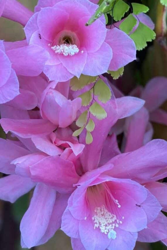 Epiphyllum flowers