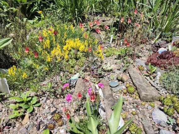 variety of succulents and wildflowers growing on rocky soil