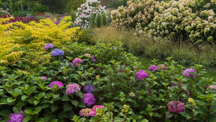 hydrangeas companion planted in landscaping with Japanese maples