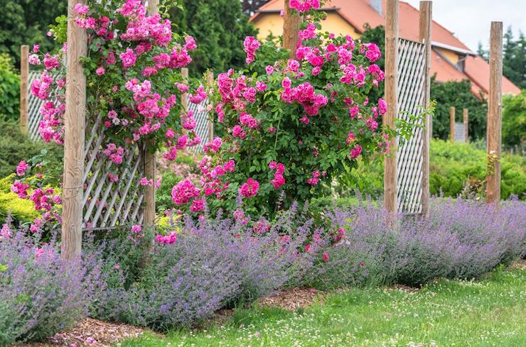 roses planted companion planted with lavender