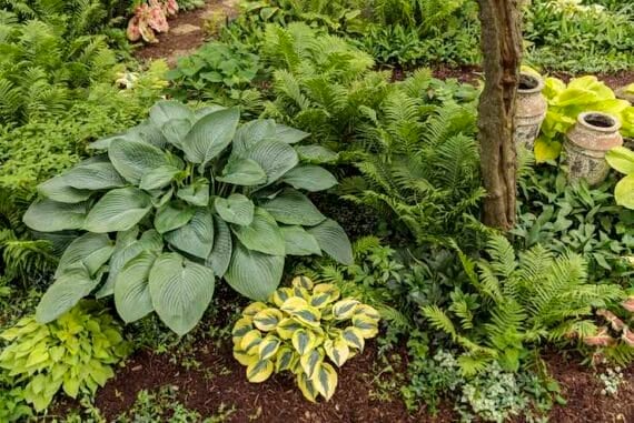 Hostas in landscaping companion planted with ferns