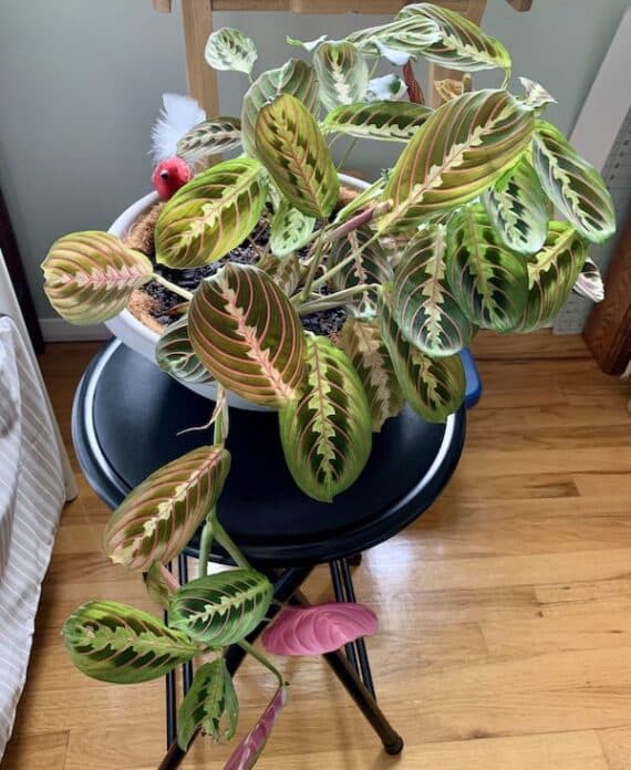 Large Red Maranta Prayer Plant
