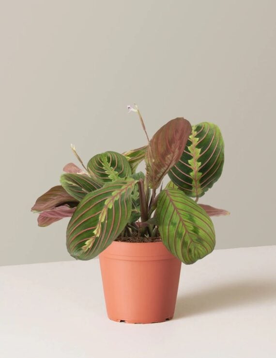 prayer plant - red maranta