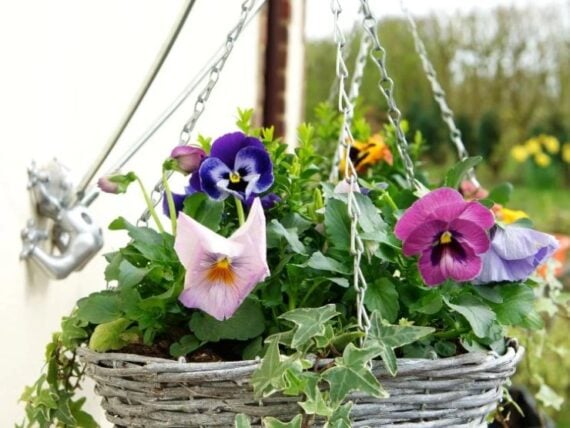 Assortment of flowers in outdoor hanging plant with English Ivy