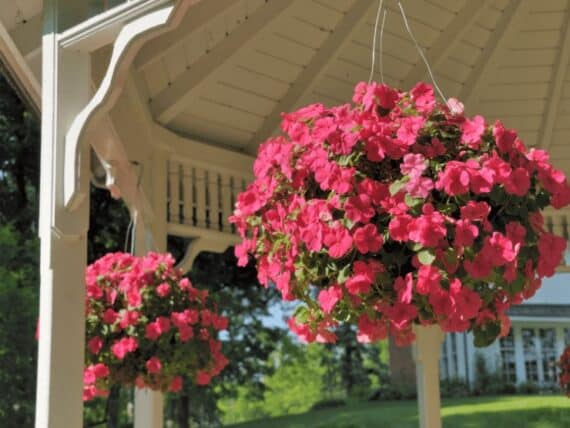 Hanging basket in gazebo with pink impatiens in bloom