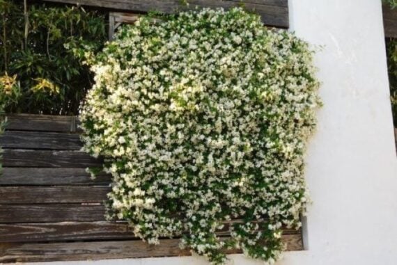 White blooming jasmine flowers in a hanging planter