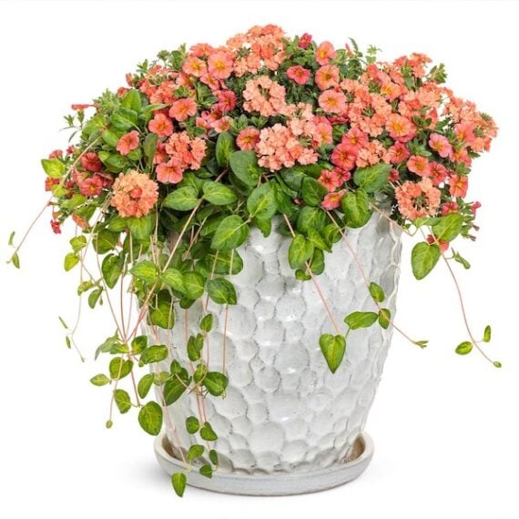trailing verbena hanging basket plant
