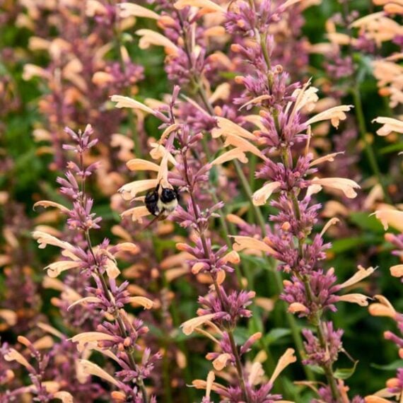 close-up of agastache plant with a bee feeding on its blooms