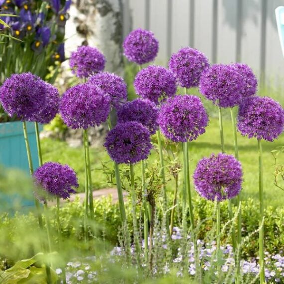 Purple globe-shaped allium flowers in garden