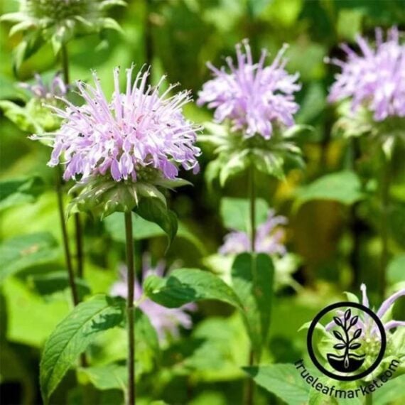 Spiky pink bee balm blooms against green foliage