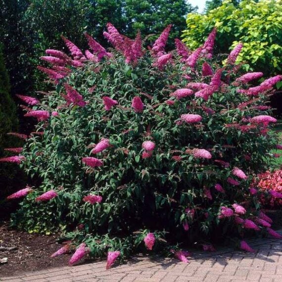 Tall butterfly bush blooming on brick patio