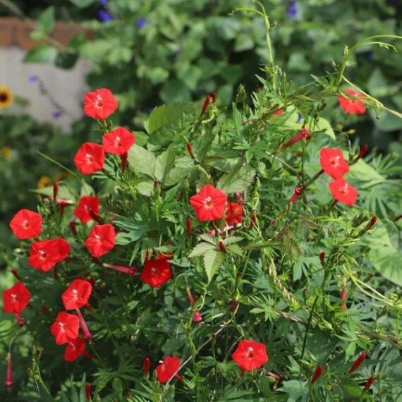Tiny red trumpet-shaped flowers on cardinal climber.