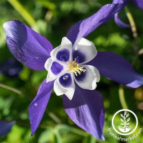 Close-up on purple and white columbine flower