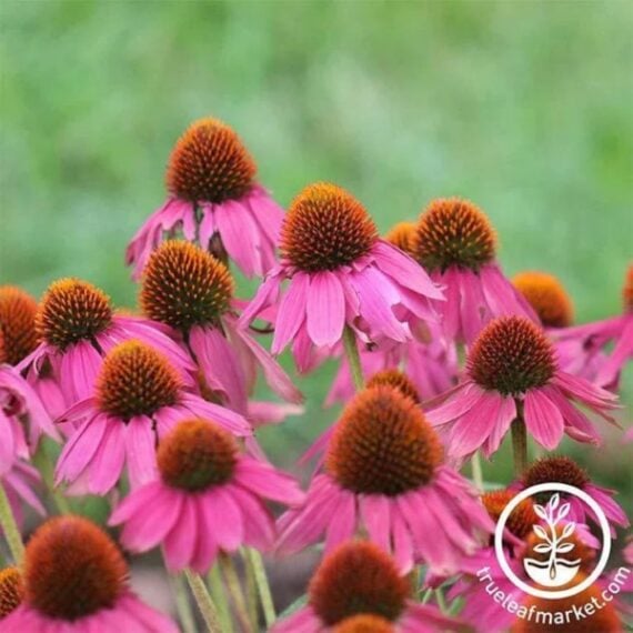 A dozen Echinacea in full bloom outside