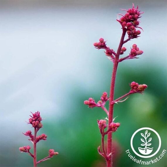 Zoom in on two coral bell plants with pink flowers, leaves, and stalks