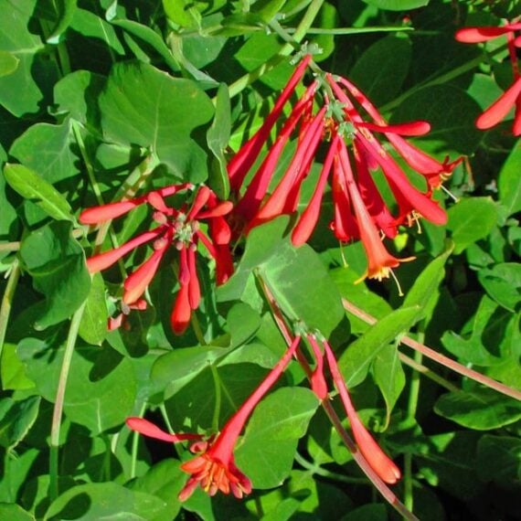 Close-up of tubular shaped coral honeysuckle blossoms