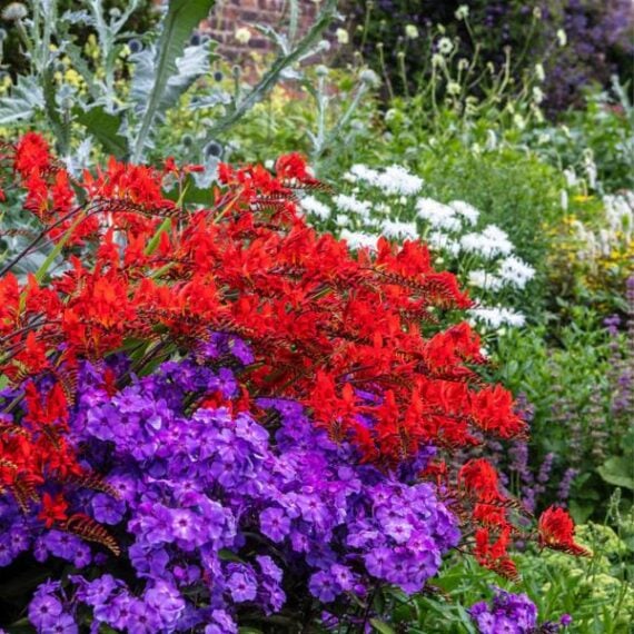 Purple, red and white crocosmia flowers in yard