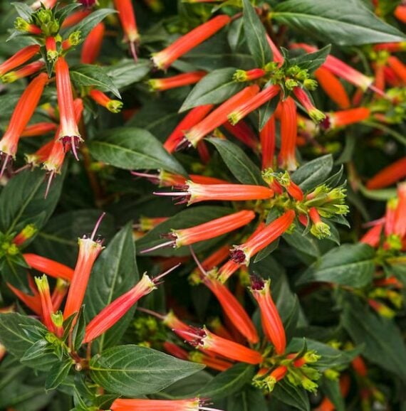 Zoom in of bright orange Cuphea blooms