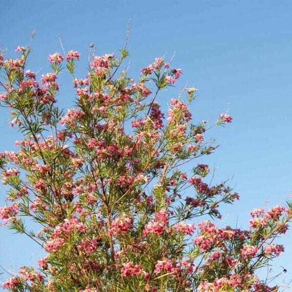Blooming desert willow tree with pink flowers