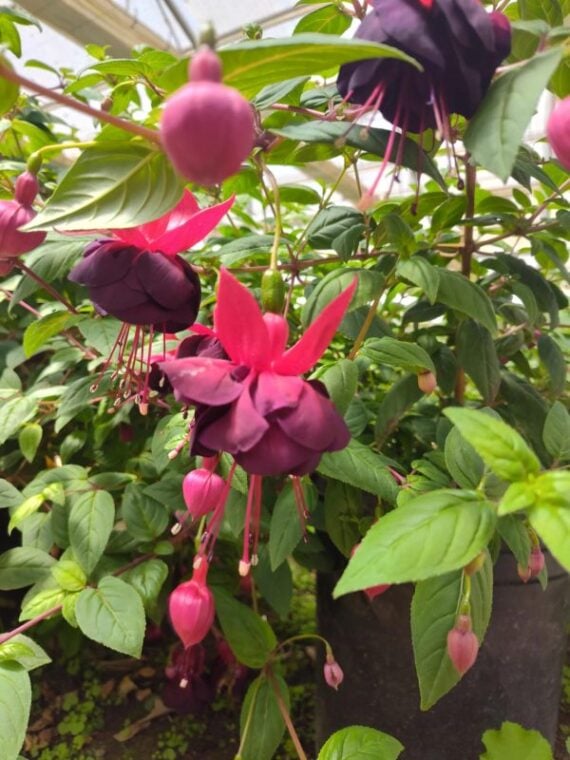 Close up of pink and purple drooping fuchsia flowers