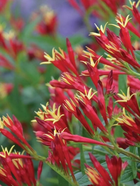 Zoom in on Red Indian pink flowers with yellow tips