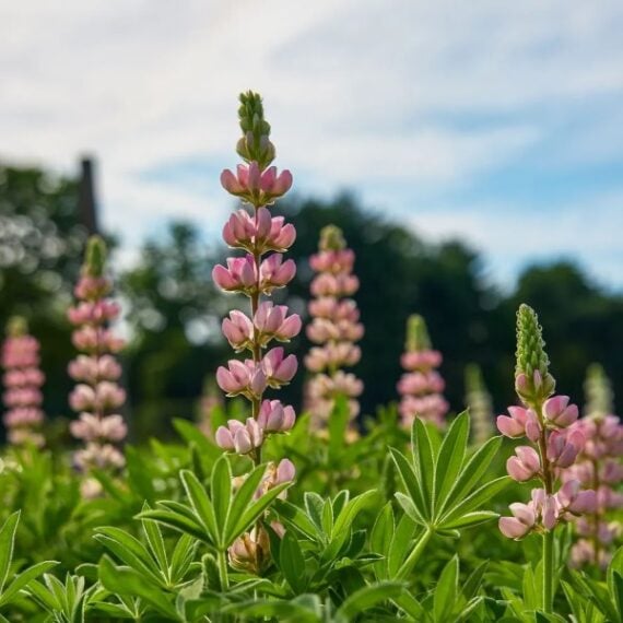 Light pink lupines blooming in a meadow