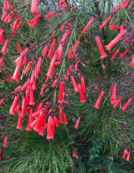 Close-up of vibrant pink firecracker vine in full bloom
