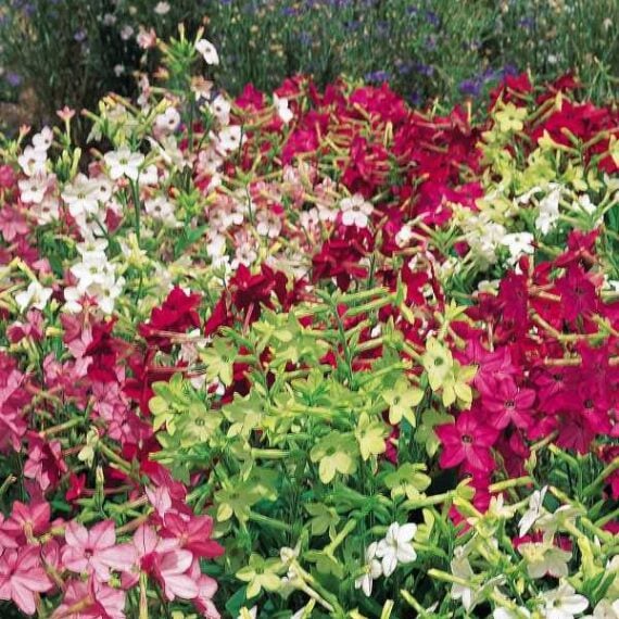 Pink, white and magenta nicotiana flowers outside