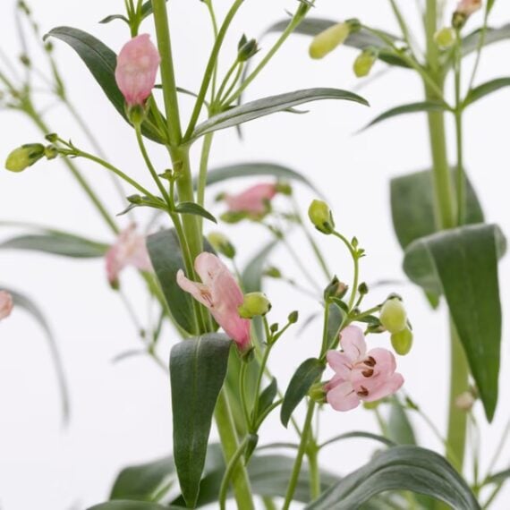 Blooming pink colored penstemon plant outside