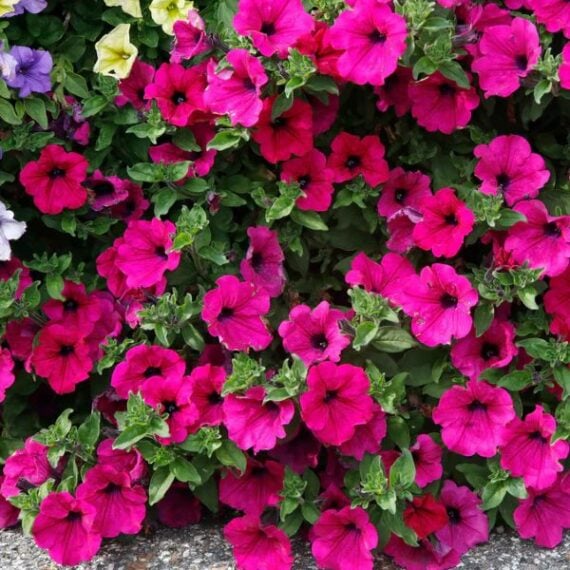 Close-up on dozens of petunia flowers