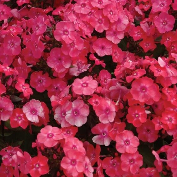 Zoom in on pink phlox paniculata