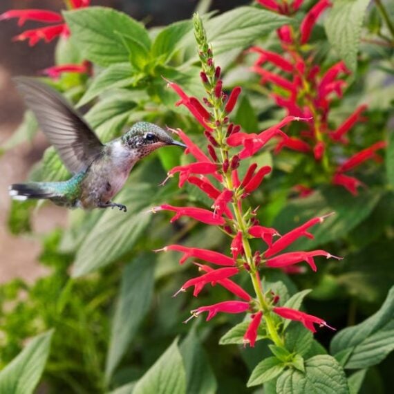 Hummingbird hovering over pink pineapple sage flowers