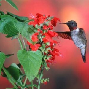 Hummingbird hovering over bright red scarlet sage