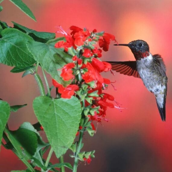 Hummingbird hovering over bright red scarlet sage