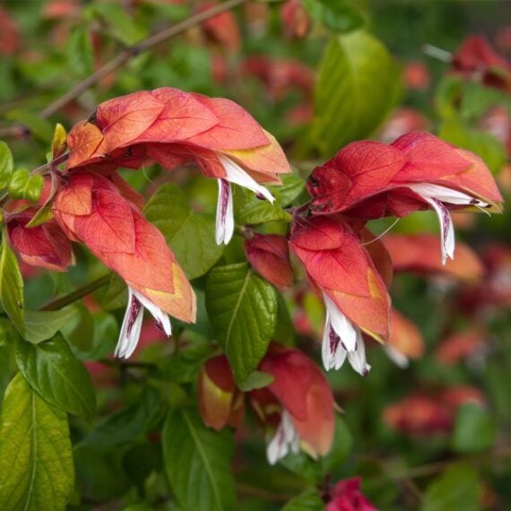 Close-up of five pinkish orange shrimp plants resembling shrimp tale