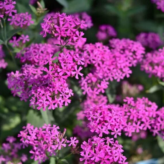 Close up view of pink silene (catchfly) flowers outside