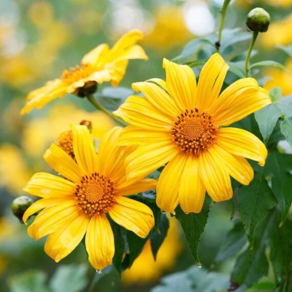 Zoom in on three tithonia mexican sunflowers