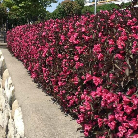 Pink Weigela flowers bordering pathway