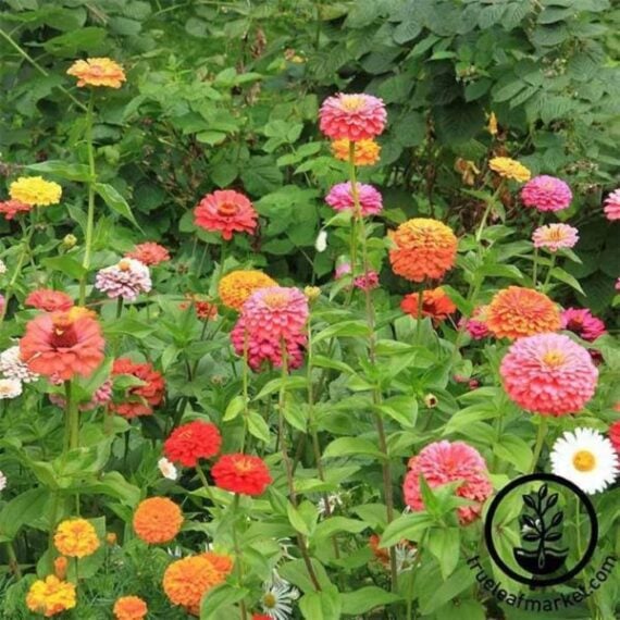 Variety of pink, orange, and red zinnia blooming