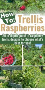 How to Trellis Raspberries: DIY Home Garden Options • The Garden Glove