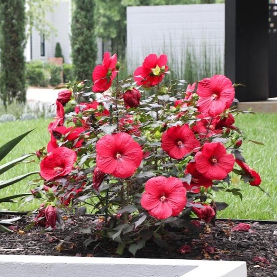 small hibiscus plant with large, bright red flowers