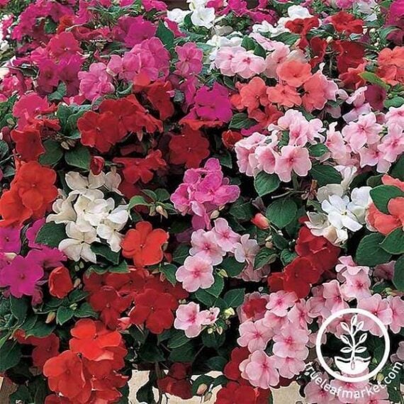 a close up of impatiens in a variety of shades from white to pink to dark red