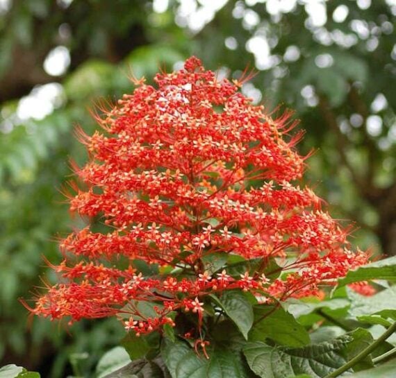 close up of red and orange pagoda plant bloom consisting of many tiny flowers