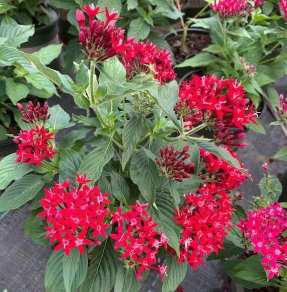 pentas blooms