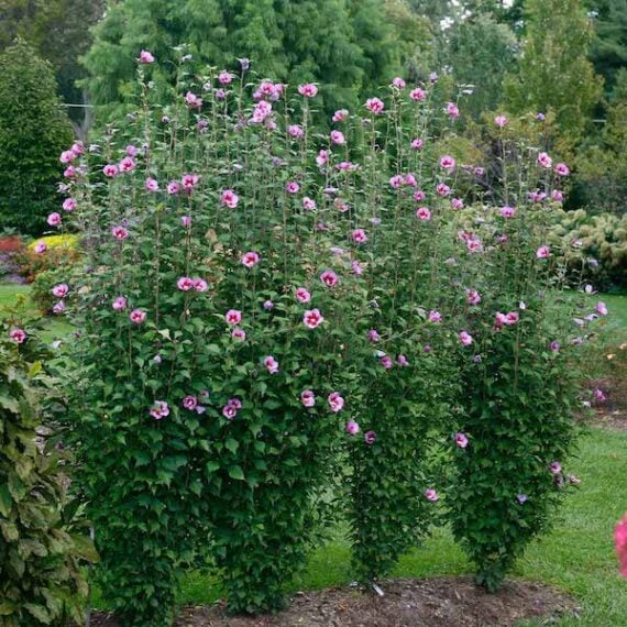 several tall rose of Sharon plants covered in pink blooms